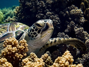 Hang 10

Loved encountering this turtle - I was on my w... by Robin Bateman 